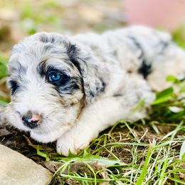 Aussiedoodle Puppies from North Mountain Doodles