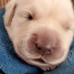 Golden Retriever Puppies from Iron Rose Retrievers