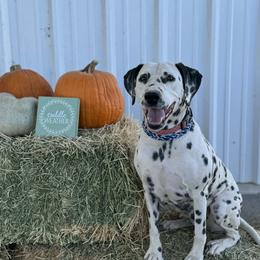 Zinnia - White and black female Dalmatian puppy in Carlsbad, New Mexico from ECMO Farm Dalmatians & Labrador Retrievers