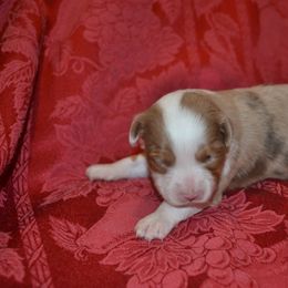 Australian Shepherd and Toy Australian Shepherd Puppies from AlwaysAussies