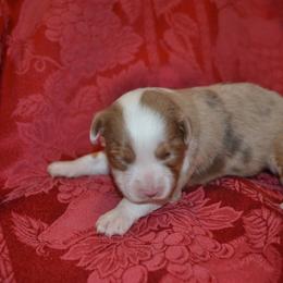 Australian Shepherd and Toy Australian Shepherd Puppies from AlwaysAussies