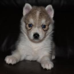 Zion - Silver and white male Pomsky puppy in Coos Bay, Oregon from Ocean View Pomskies