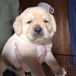 Male 3rd Pick - Yellow male Labrador Retriever puppy in Andrews, South Carolina from Leyland Cypress Retrievers