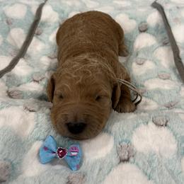 Beacon - Red  female Goldendoodle puppy in Camden, North Carolina from Oopsie Doodles of NC