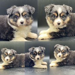 Miniature Australian Shepherd and Toy Australian Shepherd Puppies from P3 Toy and Miniature Australian Shepherd’s