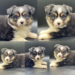 Miniature Australian Shepherd and Toy Australian Shepherd Puppies from P3 Toy and Miniature Australian Shepherd’s