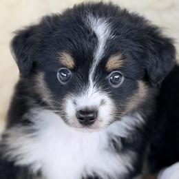 Aussiedoodle and Toy Australian Shepherd Puppies from Bar 4 Aussies