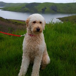 Maddie - Goldendoodle
