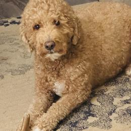 Ava - Goldendoodle