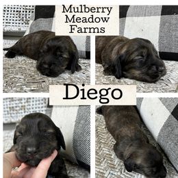 Diego - Brindle male Dachshund puppy in Paw Paw, Michigan from Mulberry Meadow Farms