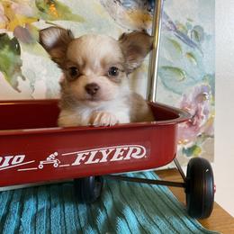 Luke - Fawn and white male Chihuahua puppy in Red Bluff, California from Aye Chihuahua