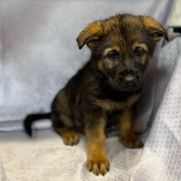 Erin - Medium Green Collar - Sable female German Shepherd puppy in Greenwood, Arkansas from West Haus Shepherds
