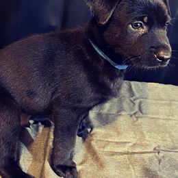 Dutch Shepherd Puppies from Elyon Kennels