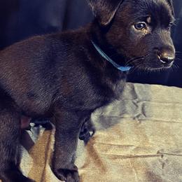 Dutch Shepherd Puppies from Elyon Kennels