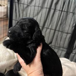 MT Nest's Sundance Kid - Black male Goldendoodle puppy in Clyde, Texas from MTNest Doodles