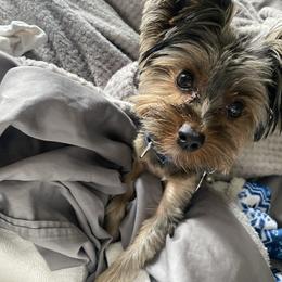 Perrito - Yorkshire Terrier