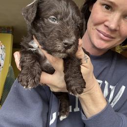 Boy 3 - Black male Miniature Schnauzer puppy in Dunlap, Tennessee from Beards of Glory