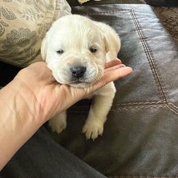 Bog - Yellow male Labrador Retriever puppy in Isanti, Minnesota from Four Corners Family Labs