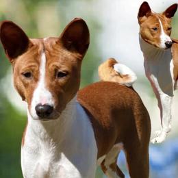 Indy - Basenji