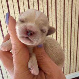 Biscotti - Gold and white male Shihpoo puppy in Whitehall 18052, Pennsylvania from Lilli’s Shih tzus and Shih poos