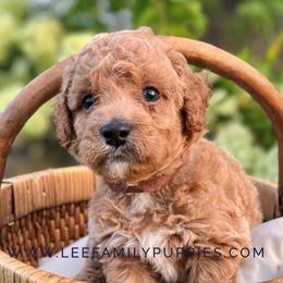 Goldendoodle puppies from Lee Family Puppies