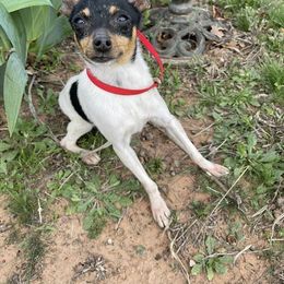 Toy Fox Terrier All Grown Up from Foxridge Farms