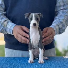 Boy 3 - Blue male Italian Greyhound puppy in Sugar Valley, Georgia from Pinnacle Farm and Kennel