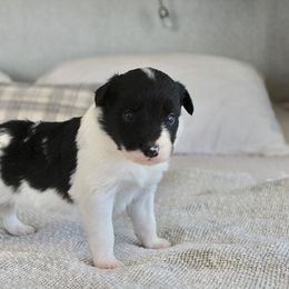 Border Collie Puppies from I&A Border Collies