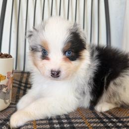 Brew - Blue merle male Australian Shepherd puppy in Kearney, Nebraska from Helix Aussies