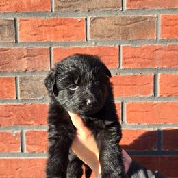 Light Blue Girl - Black female German Shepherd puppy in Ocala, Florida from Guardian Shepherds