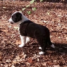 English Shepherd Puppies from Yellow Wolf Farm
