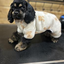 Blk N Tan boy 1 - Black and tan male Cocker Spaniel puppy in Fairview, Utah from Hidden Vallies Cocker Spaniels