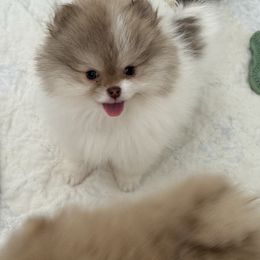 Leo - Chocolate parti male Pomeranian puppy in Newport Beach, California from Exotic City Pomeranians and chihuahuas