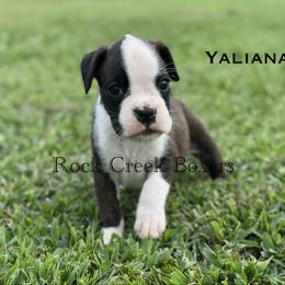 Yaliana - Brindle female Boxer puppy in Jacksonville, North Carolina from Rock Creek Boxers