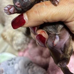 Brûlée - Black and tan female Shih Tzu puppy in Sacramento, California from NANA’S  QUALITY SHIH TZU'S