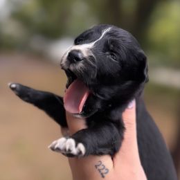 Lira - Black & white female Australian Shepherd puppy in Orlando, Florida from Skaky Shepherds
