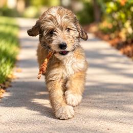 Tricky - Sable female Bernedoodle puppy in Springville, Utah from Oodles of Bernedoodles