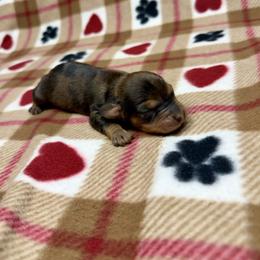 Boy 1 - Dapple male Dachshund puppy in Laveen, Arizona from Acosta Kennels