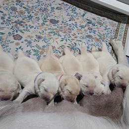 Labrador Retriever Puppies from Samantha Stasik