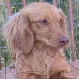Patsy - Red Dachshund puppy in Clyde Park, Montana from Boondachs FKA Koch’s Mini Dachshunds