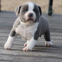 Boy 4 - Blue male American Bully puppy in Dixon, Kentucky from Haymaker Bully Camp