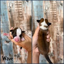 Wave - Red male Pembroke Welsh Corgi puppy in Berea, Kentucky from SunShine Corgis