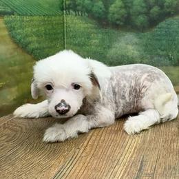 Dolly's White HH Girl - White female Chinese Crested puppy in Lexington, Michigan from Affinity