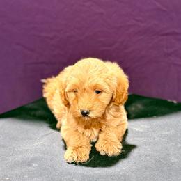 Jessie - Red female Maltipoo puppy in Bells, Texas from Partridge Doodles and Poodles