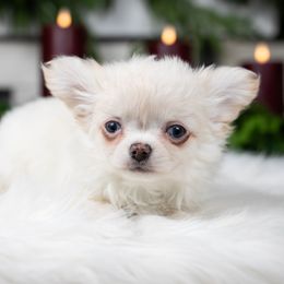 Snowball - Red and white male Chihuahua puppy in Barnesville, Pennsylvania from Dachsy