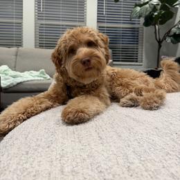 Luca - Red  male Goldendoodle puppy in Layton, Utah from Gracious Doodle Dogs