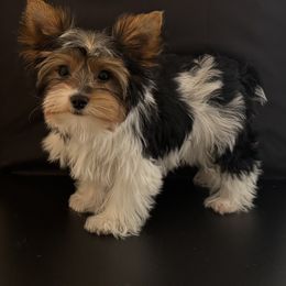 Luca - Parti male Yorkshire Terrier puppy in Colmesneil, Texas from Wanda Toparcean's Yorkies
