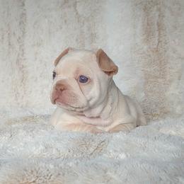 Pink Collar Girl - Cream female French Bulldog puppy in Melba, Idaho from Frost's Frenchies