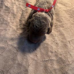 Red Dot Male - Brown male Chesapeake Bay Retriever puppy in Houston, Texas from Monarch Chesapeakes
