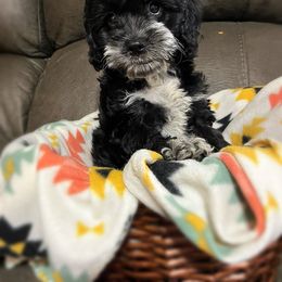Jolene - Black and white female Cockapoo puppy in Calhoun, Georgia from Bri & Dar’s Beloved Doodles
